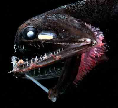 Barbeled Dragonfish