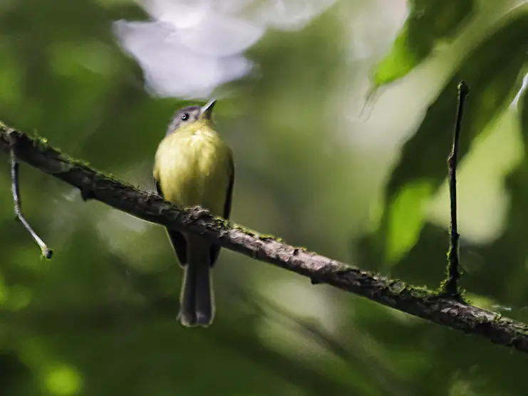 Antioquia Bristle Tyrant