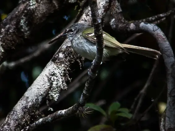 Black-Fronted Tyrannulet