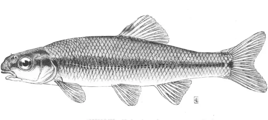 Bluntnose Minnow