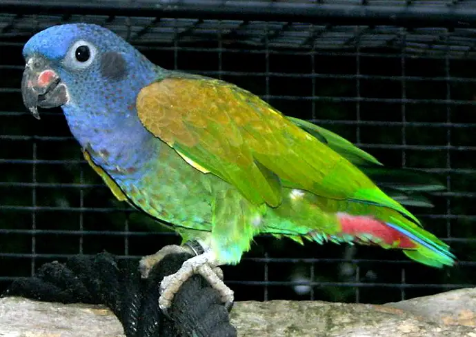 Blue-Headed Parrot