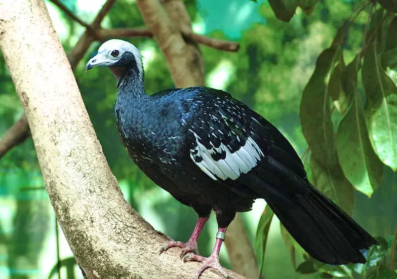 Blue-Throated Piping Guan