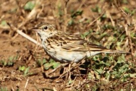 Bushveld pipit