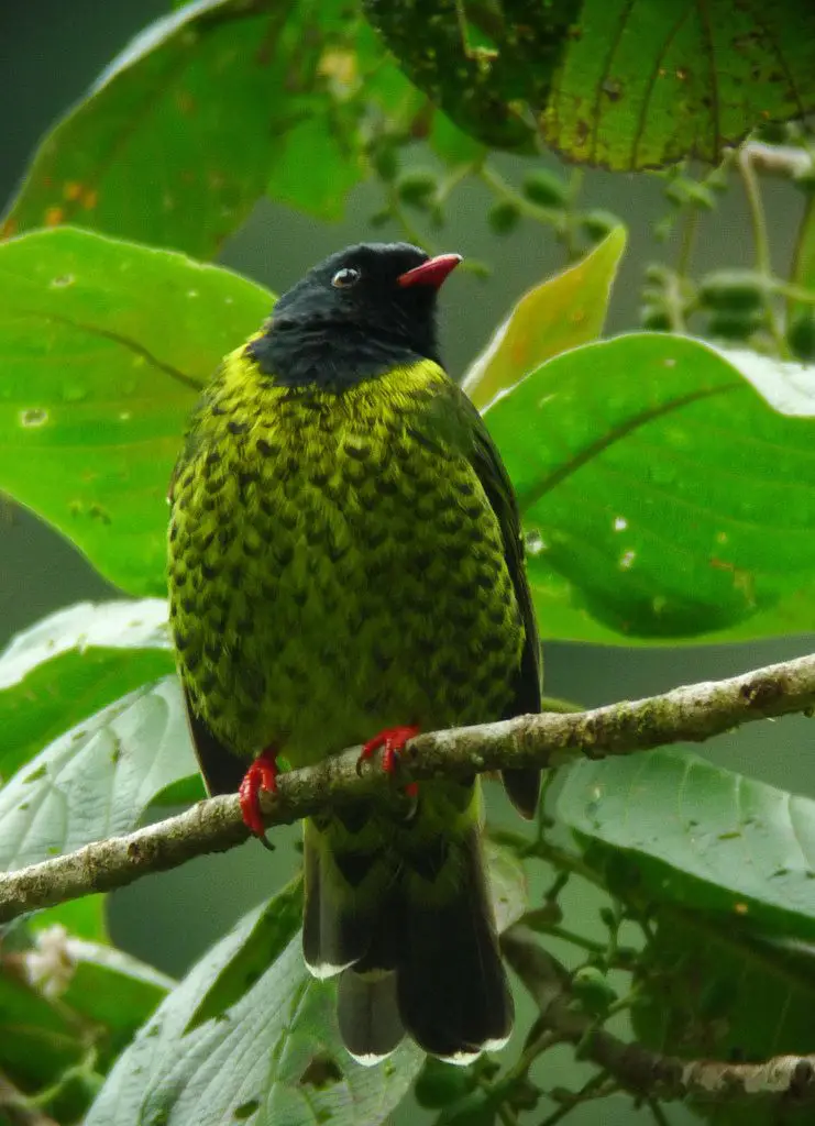 Band-Tailed Fruiteater