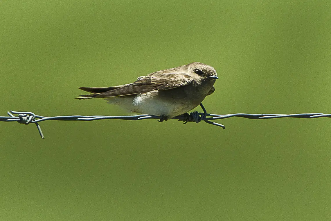 Brown-Throated Martin