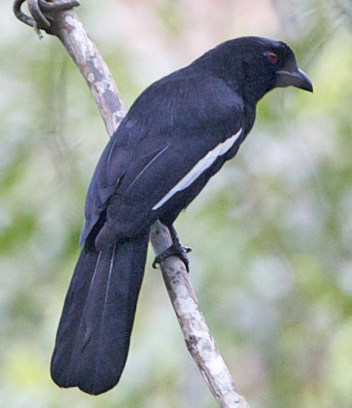 Black Magpie