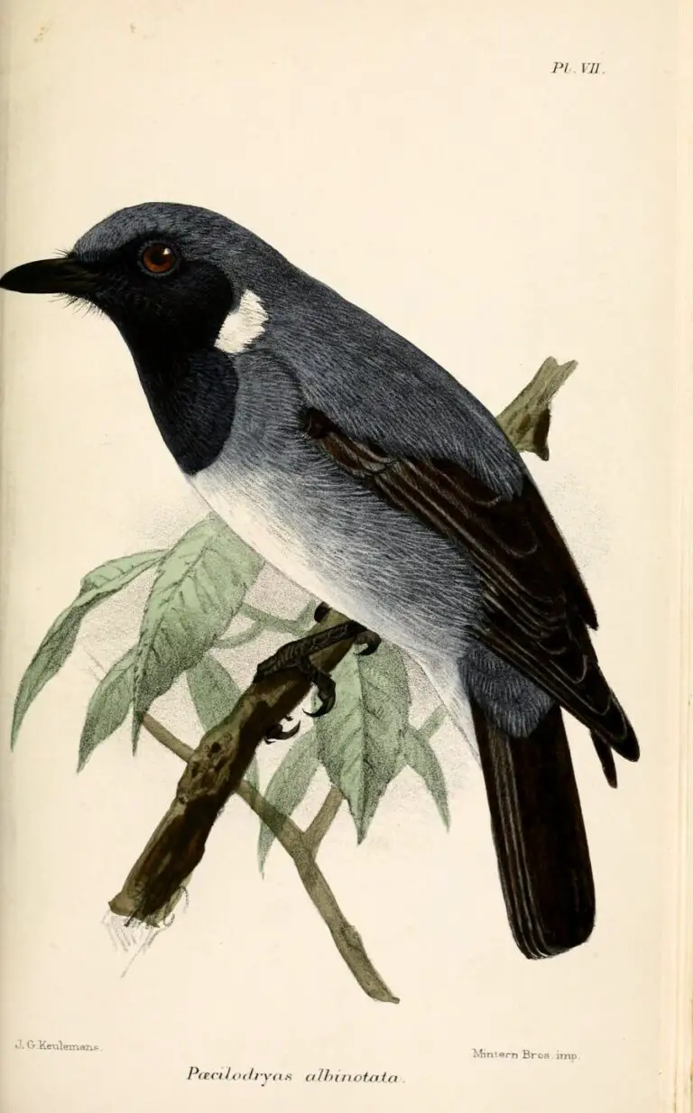 Black-Throated Robin