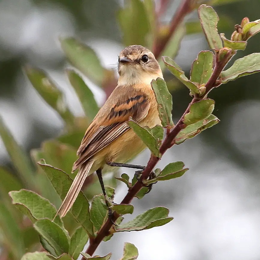 Bearded Tachuri