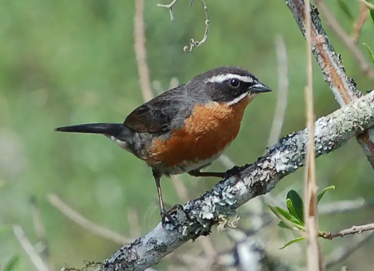 Black-And-Rufous Warbling Finch