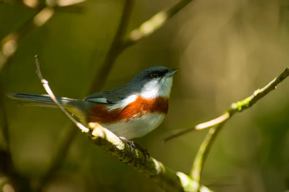 Bay-Chested Warbling Finch