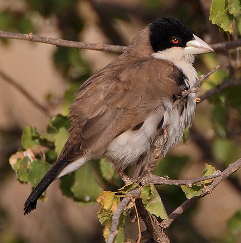 Black-Capped Social Weaver