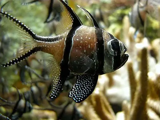 Cardinalfish