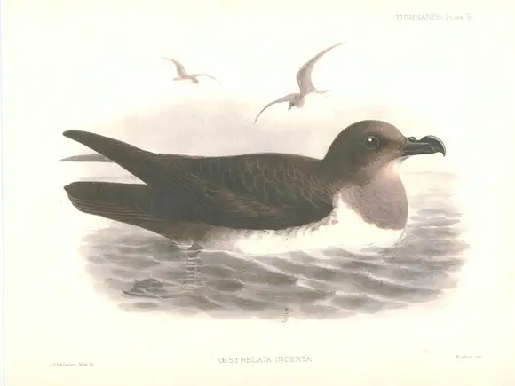 Atlantic Petrel