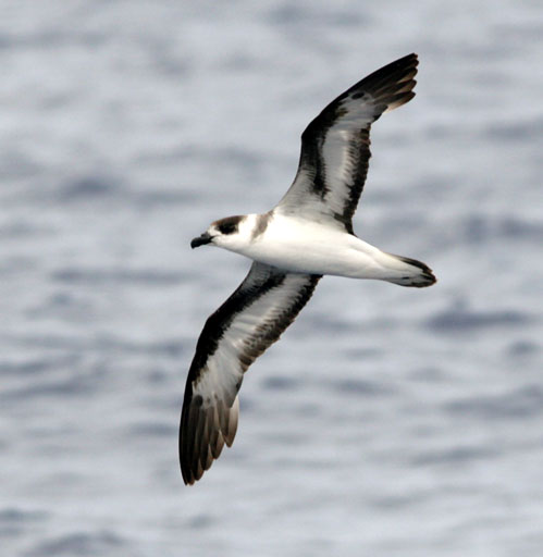 Black-Capped Petrel