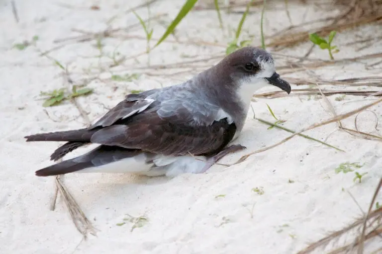 Bonin Petrel