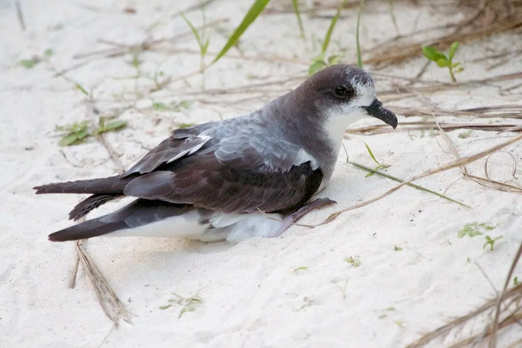 Bonin Petrel