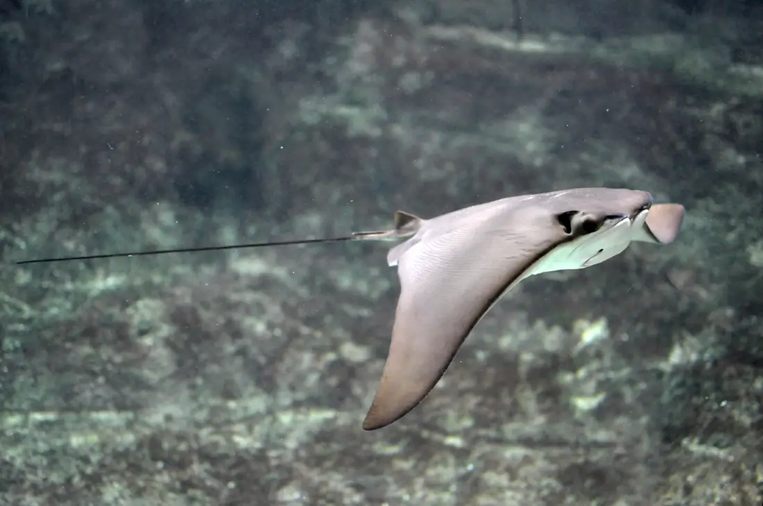 Cownose Ray