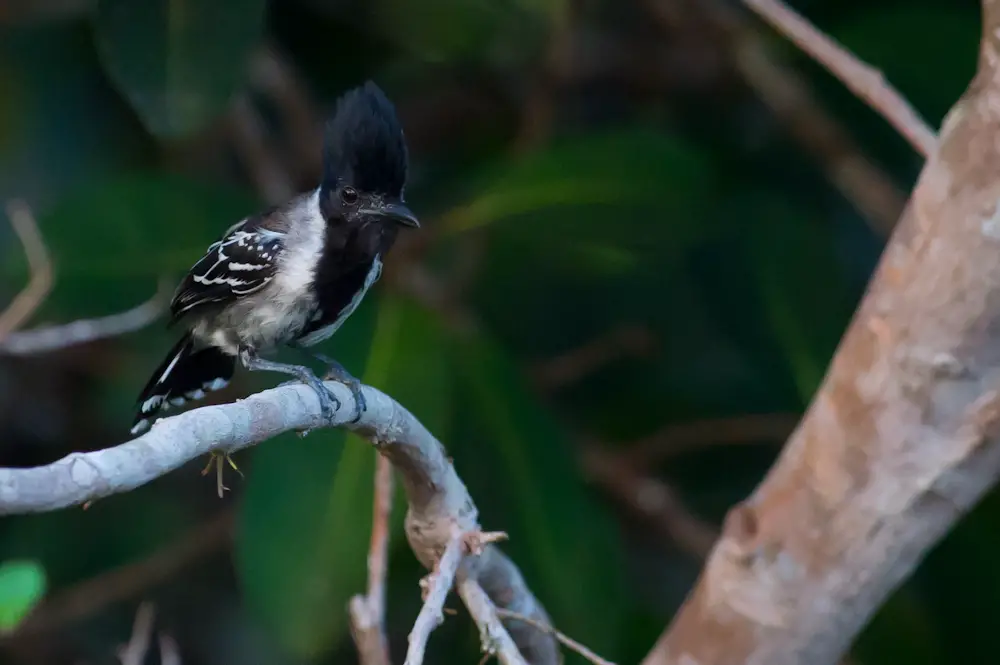 Black-Crested Antshrike