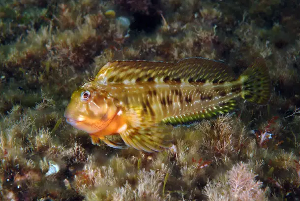 Combtooth Blenny