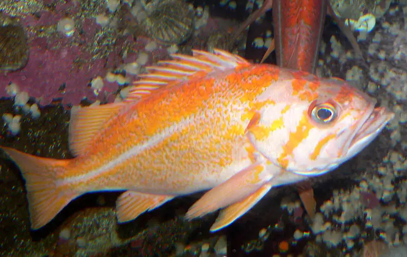 Canary Rockfish