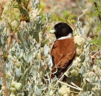 Black-Headed Canary