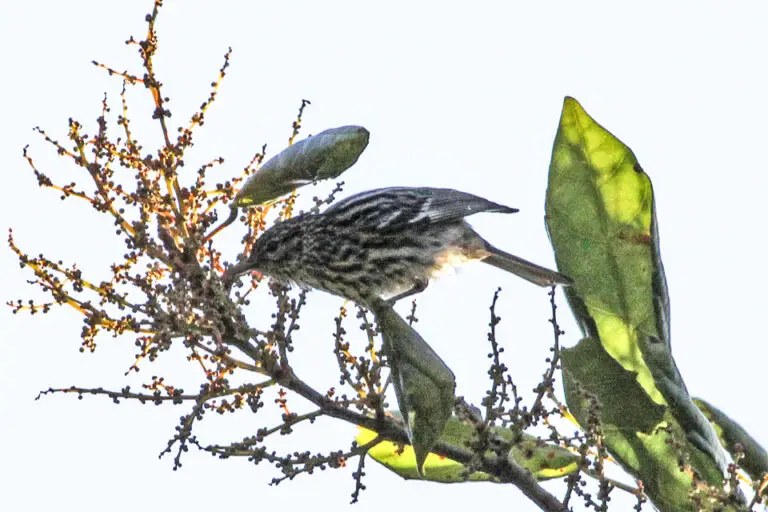 Arrowhead Warbler