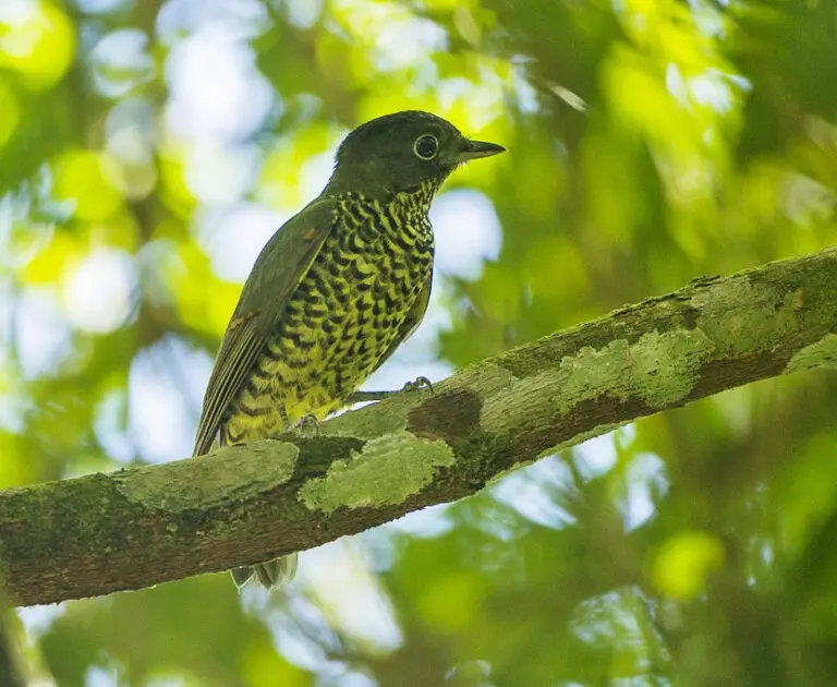 Brazilian Laniisoma