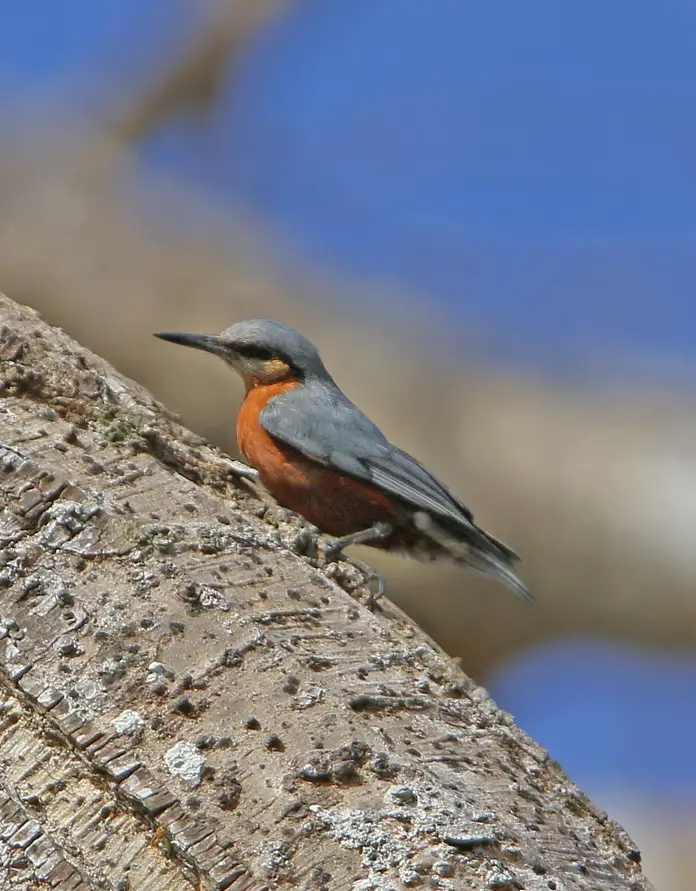 Burmese Nuthatch