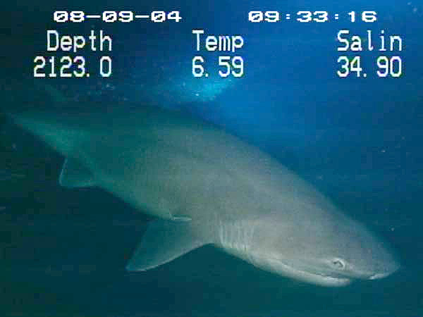 Cow Shark