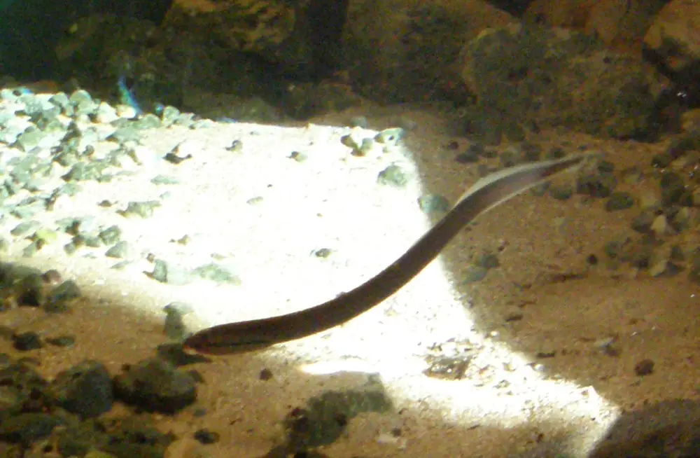 Brook Lamprey