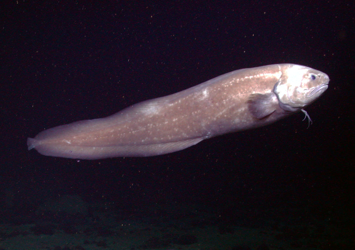 Cusk-Eel