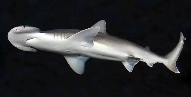 Bonnethead Shark