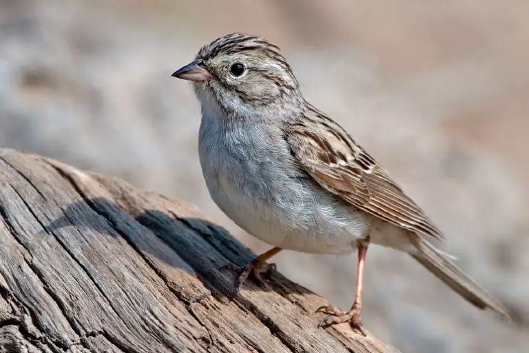 Brewer'S Sparrow