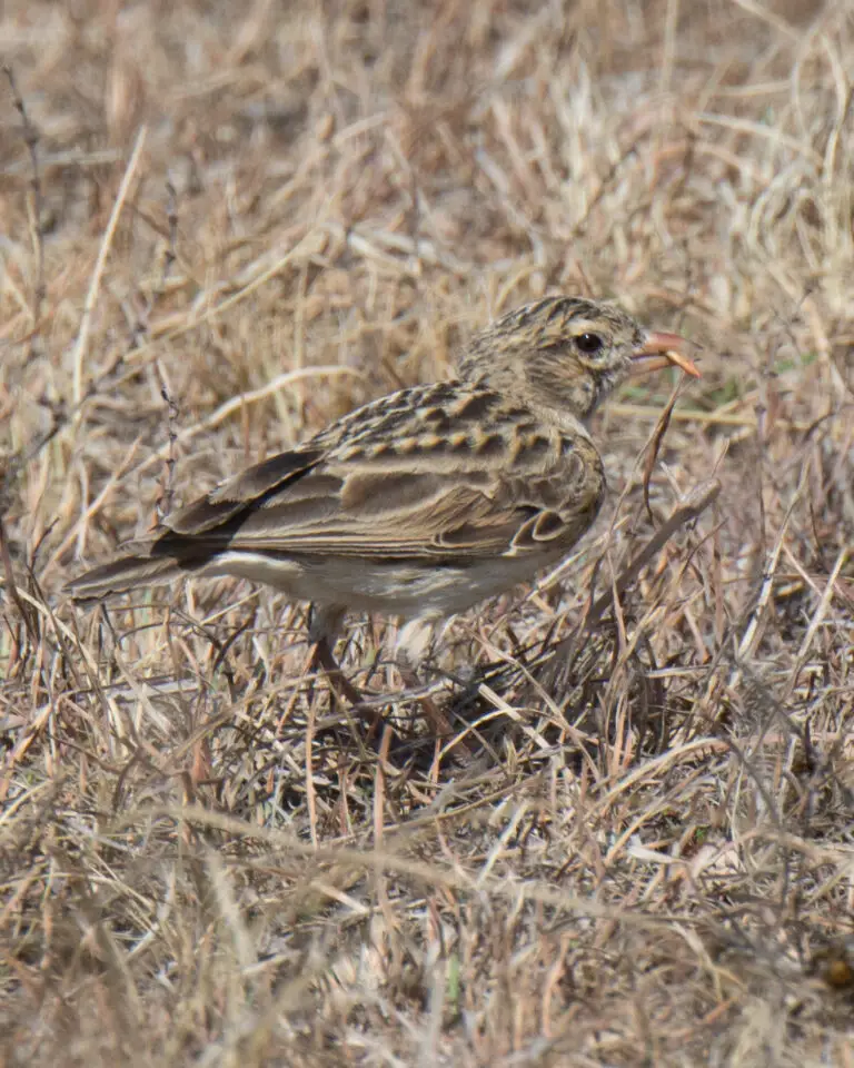 Botha'S Lark