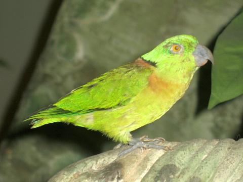 Black-Collared Lovebird