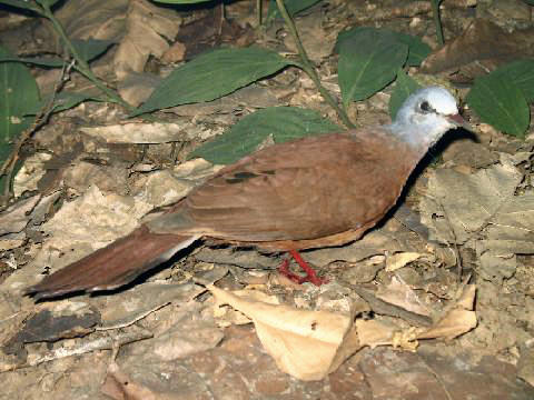 Blue-Headed Wood Dove