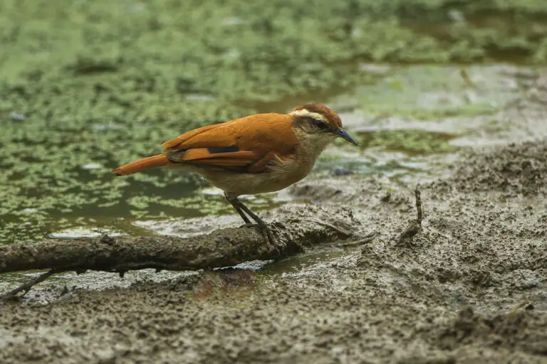 Band-Tailed Hornero