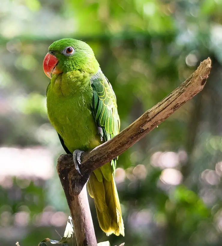 Blue-Backed Parrot