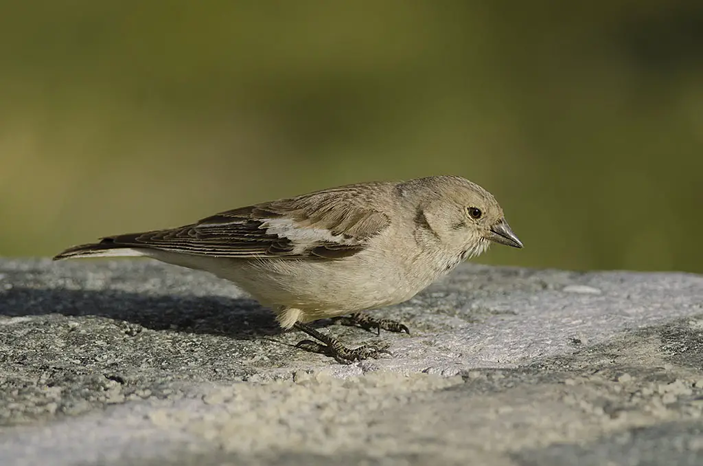 Black-Winged Snowfinch