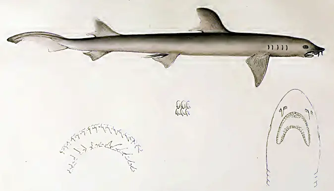 Barbeled Houndshark