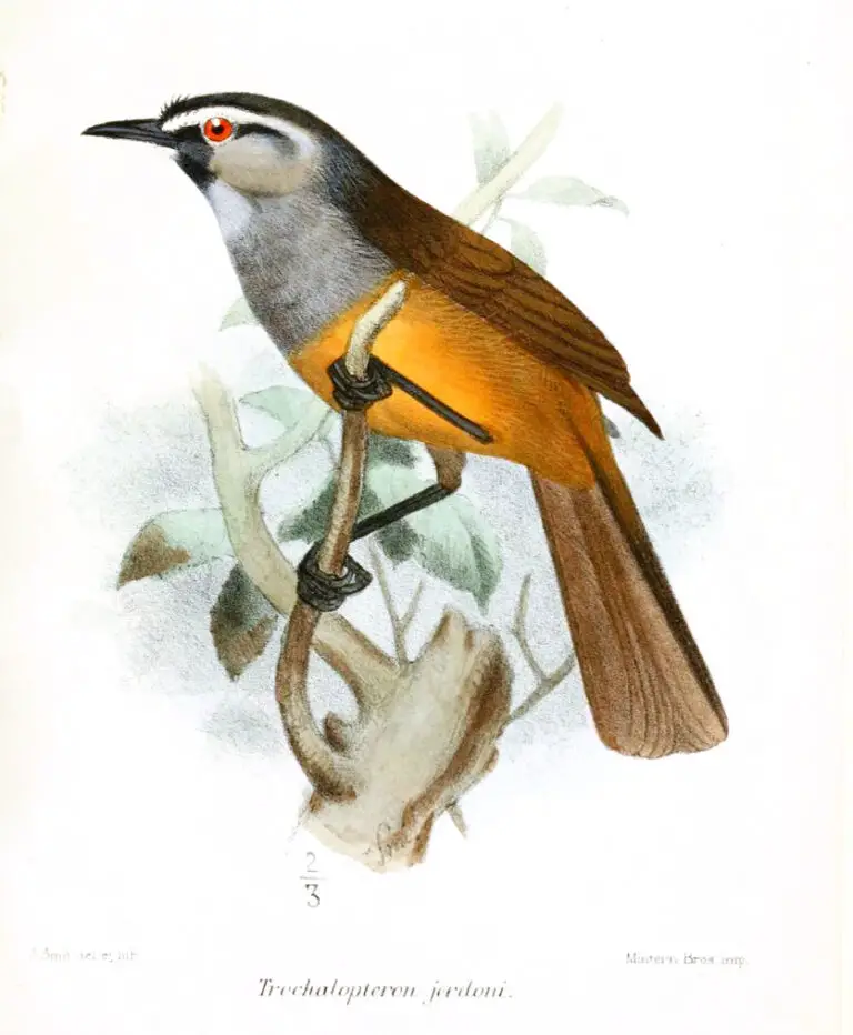 Banasura Laughingthrush