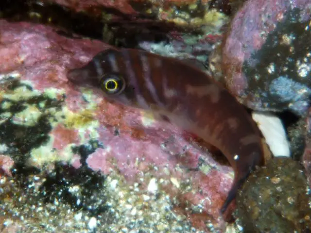 Clingfish