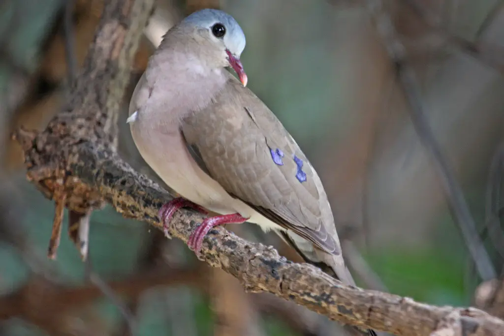 Blue-Spotted Wood Dove