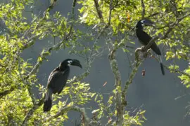 Bushy-crested hornbill