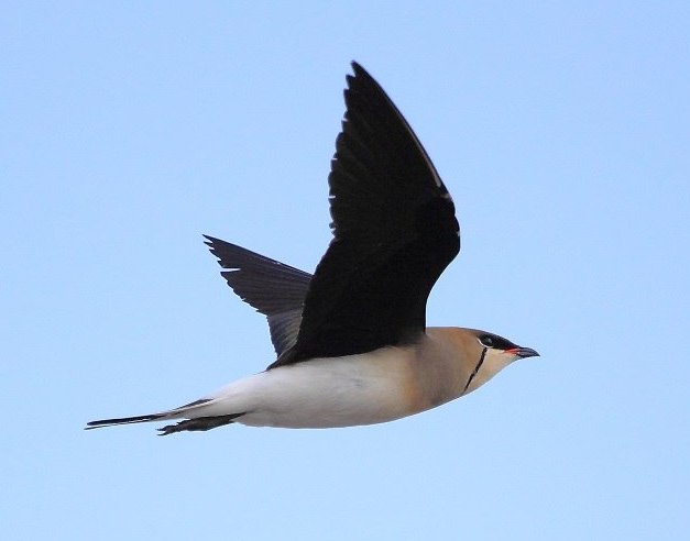 Black-Winged Pratincole