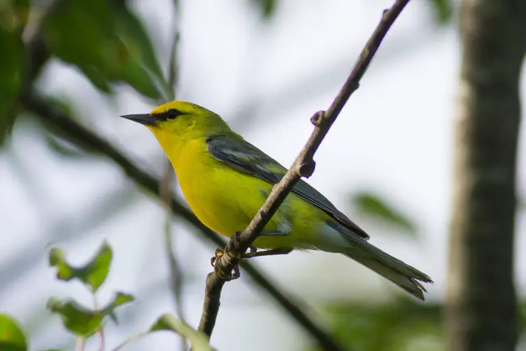 Blue-Winged Warbler