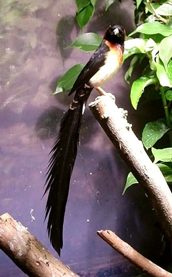 Broad-Tailed Paradise Whydah