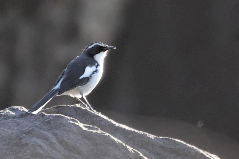 Angolan Cave Chat