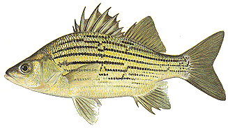 Barfish