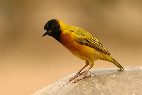 Black-Headed Weaver